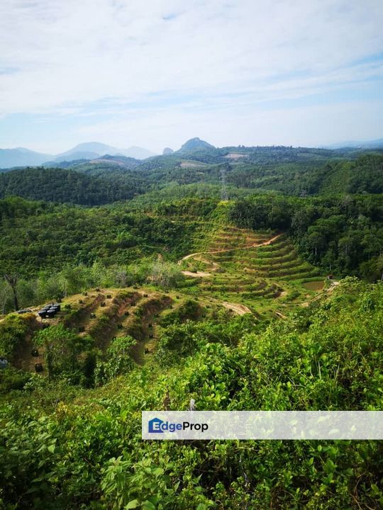 Raub Sungai Klau Pahang Durian Farm, Pahang, Raub