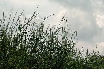 JB JALAN YAHYA AWAL COMMERCIAL LAND For SALES