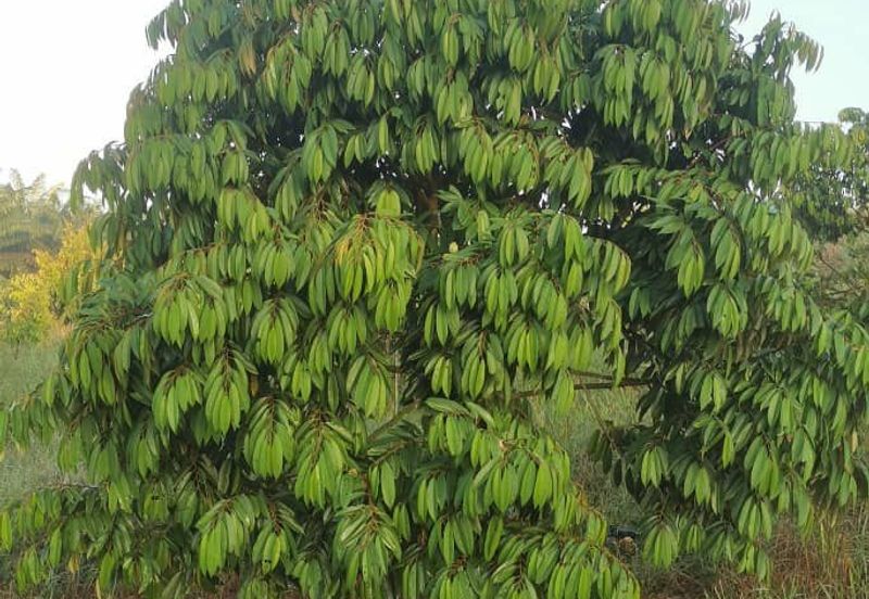 🌴 古来榴莲园出售@ Bukit Batu 38里 🌴 Durian Farm  For Sale 