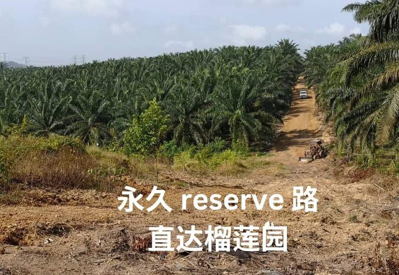 🌴 古来榴莲园出售@ Bukit Batu 38里 🌴 Durian Farm  For Sale 