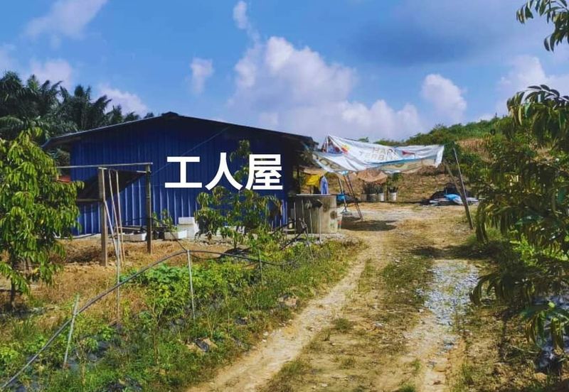 🌴 古来榴莲园出售@ Bukit Batu 38里 🌴 Durian Farm  For Sale 