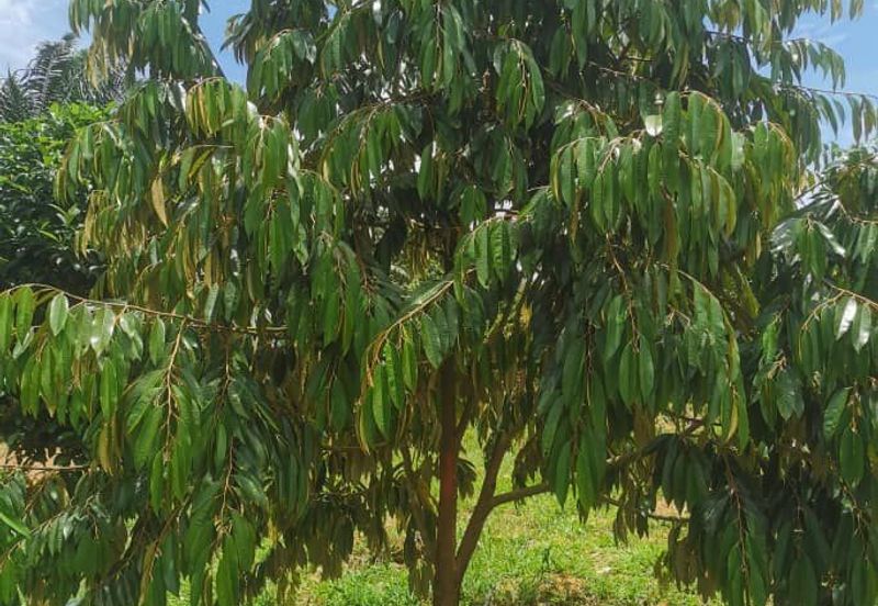 🌴 古来榴莲园出售@ Bukit Batu 38里 🌴 Durian Farm  For Sale 