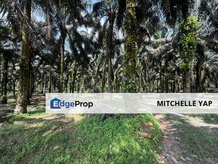  📌Kota Tinggi, Mukim Sedili Besar, Tanjung Sedili🏞️Agricutural Land  for SALES , Johor, Ulu Tiram