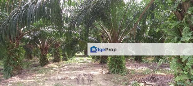 4.68 Acres Development Land for Sale Kapar, Klang, Selangor, Kapar 