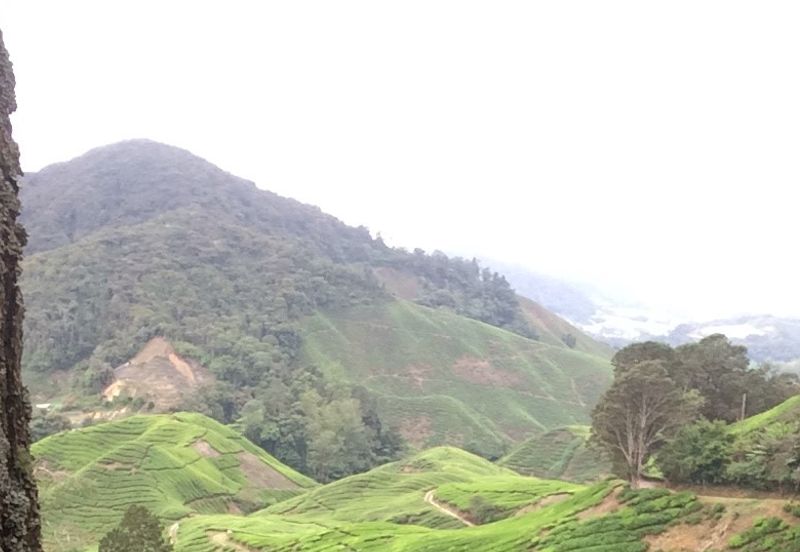 Cameron Highlands Agricultural Land For Sale 