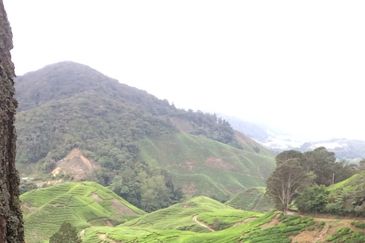 Cameron Highlands Agricultural Land For Sale 