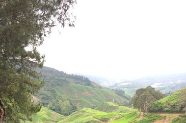 Cameron Highlands Agricultural Land For Sale 