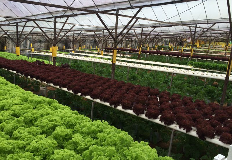 Cameron Highlands Agricultural Land For Sale 