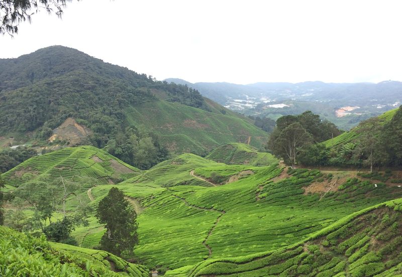 Cameron Highlands Agricultural Land For Sale 