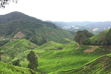 Cameron Highlands Agricultural Land For Sale 
