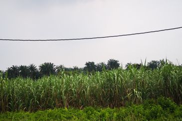 3.2ac Residential Land For Sale Beranang, Selangor