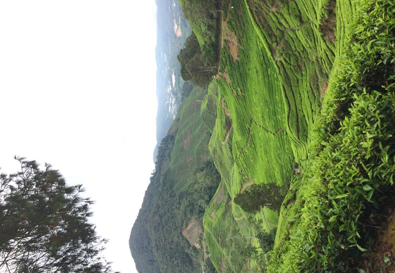 Cameron Highlands Bungalow Land For Sale