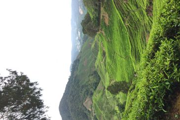 Cameron Highlands Bungalow Land For Sale