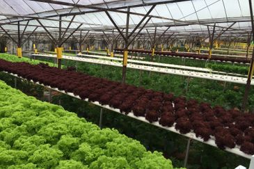 Cameron Highlands Bungalow Land For Sale