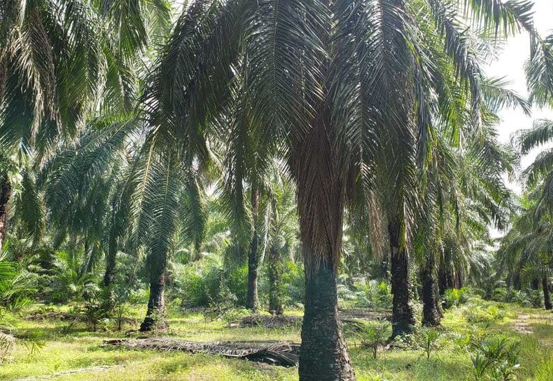 Kapar 10.5 Acres Residential Land For Sale