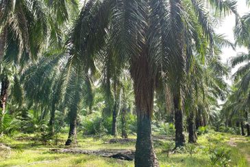 Kapar 10.5 Acres Residential Land For Sale