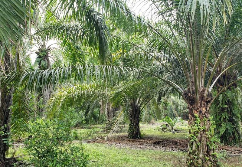 Kapar 10.5 Acres Residential Land For Sale