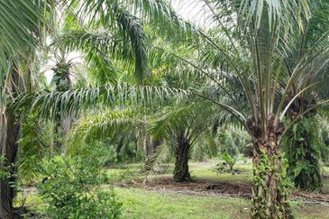 Kapar 10.5 Acres Residential Land For Sale