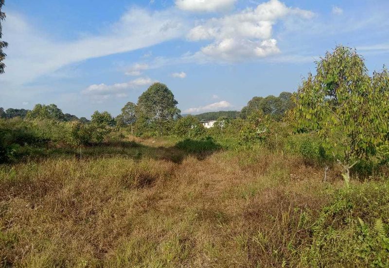 6.7 Acres Musang King Durian Farm Land Simpang Pertang Jelebu 