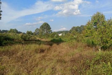 6.7 Acres Musang King Durian Farm Land Simpang Pertang Jelebu 