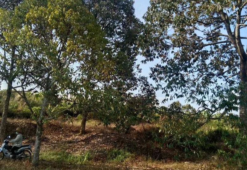 6.7 Acres Musang King Durian Farm Land Simpang Pertang Jelebu 