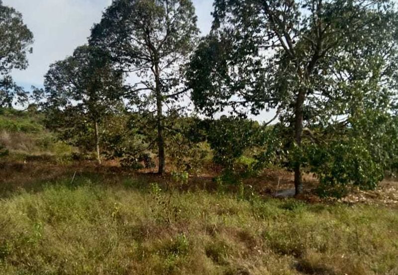 6.7 Acres Musang King Durian Farm Land Simpang Pertang Jelebu 