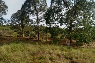 6.7 Acres Musang King Durian Farm Land Simpang Pertang Jelebu 
