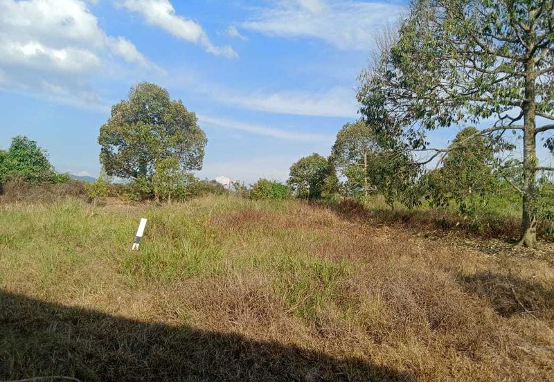 6.7 Acres Musang King Durian Farm Land Simpang Pertang Jelebu 