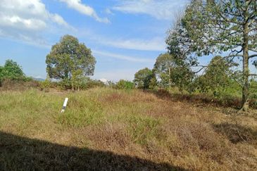 6.7 Acres Musang King Durian Farm Land Simpang Pertang Jelebu 