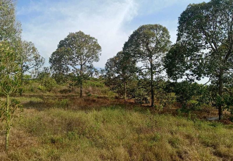 6.7 Acres Musang King Durian Farm Land Simpang Pertang Jelebu 