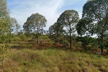 6.7 Acres Musang King Durian Farm Land Simpang Pertang Jelebu 