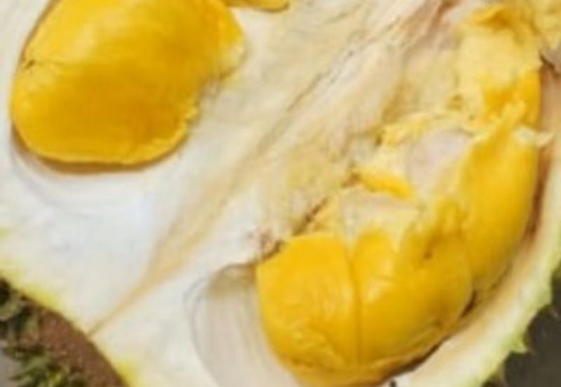 6.7 Acres Musang King Durian Farm Land Simpang Pertang Jelebu 