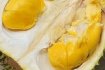 6.7 Acres Musang King Durian Farm Land Simpang Pertang Jelebu 