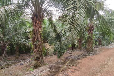 A parcel of agricultural land for sale in Kampung Sungai Buloh, Alor Gajah @ Simpang Ampat, Melaka