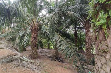 A parcel of agricultural land for sale in Kampung Sungai Buloh, Alor Gajah @ Simpang Ampat, Melaka