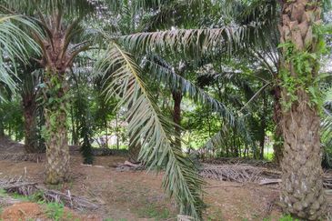 A parcel of agricultural land for sale in Kampung Sungai Buloh, Alor Gajah @ Simpang Ampat, Melaka