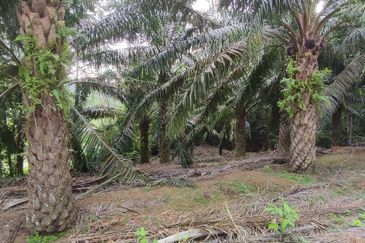 A parcel of agricultural land for sale in Kampung Sungai Buloh, Alor Gajah @ Simpang Ampat, Melaka