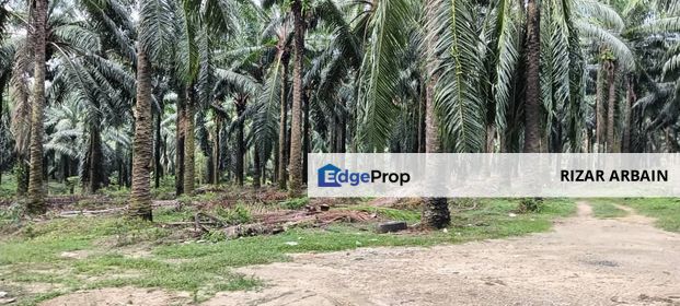 5 acres agricultural land in Selandar, Jasin, Melaka , Melaka, Jasin