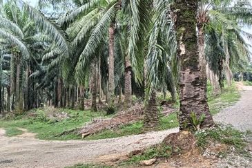 5 acres agricultural land in Selandar, Jasin, Melaka 