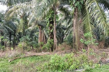5 acres agricultural land in Selandar, Jasin, Melaka 