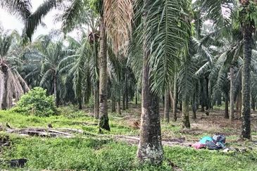 5 acres agricultural land in Selandar, Jasin, Melaka 