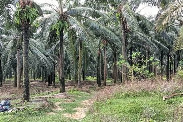 5 acres agricultural land in Selandar, Jasin, Melaka 