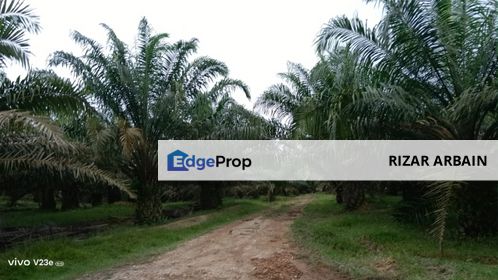 Tanah pertanian kelapa sawit untuk dijual di Batu Anam, Segamat, Johor, Johor, Segamat