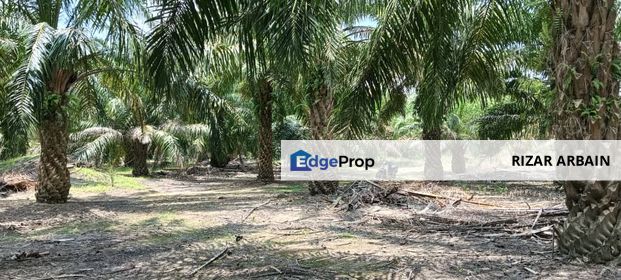 Tanah pertanian untuk di jual di Buloh Kasap, Segamat, Johor, Johor, Segamat