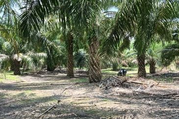 Tanah pertanian untuk di jual di Buloh Kasap, Segamat, Johor