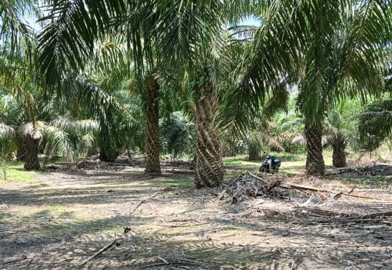 Tanah pertanian untuk di jual di Buloh Kasap, Segamat, Johor