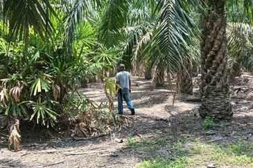 Tanah pertanian untuk di jual di Buloh Kasap, Segamat, Johor