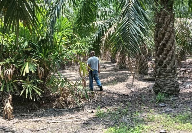 Tanah pertanian untuk di jual di Buloh Kasap, Segamat, Johor