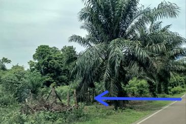 Tanah Pertanian Kelapa Sawit di Kampung Batu 10, Batu Anam Segamat untuk dijual