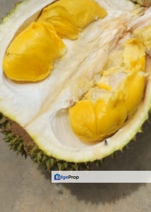 ((SOLD)) Old Tree Durian Farm Negeri Sembilan Simpang Pertang Jelebu, Negeri Sembilan, Jelebu